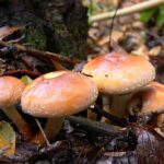Brick Head Mushroom (Hypholoma lateritium)